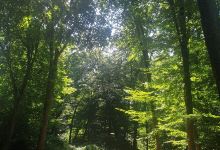 Hoia Baciu Forest景点图片