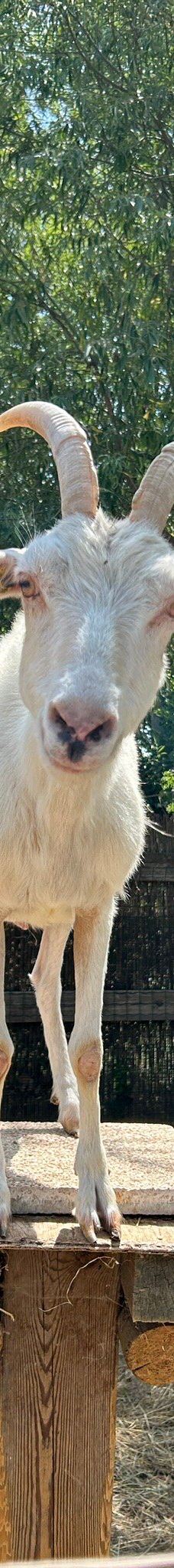 Discovery Farm Saint-André-滨海阿热莱斯