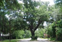 Columbus Live Oak景点图片