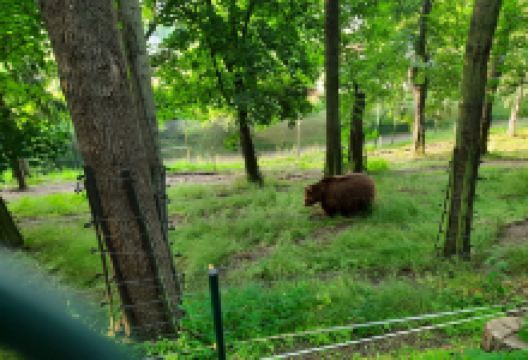Medvědárium Beroun景点图片