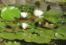 Connie Hansen Garden Conservancy景点图片