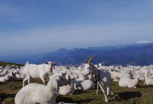 Elalpaca景点图片