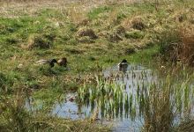 Island Pond Wood景点图片