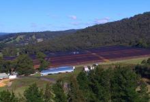 Otway Blueberries PYO购物图片