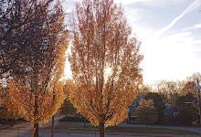 Millar-Waite-Evans Memorial Park景点图片