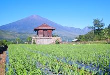 Kopi Sada & Camping Ground景点图片