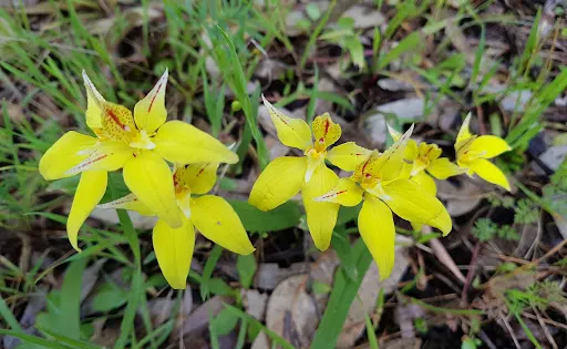 圖阿特森林國家公園