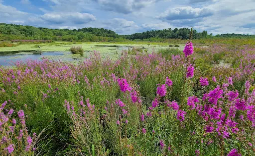 Stony Brook Wildlife Sanctuary