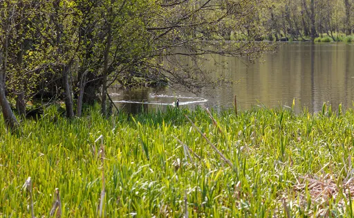 Plaze lake