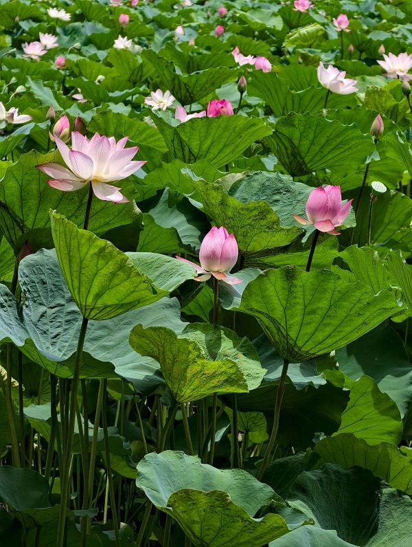 荔湾湖公园景点图片 33