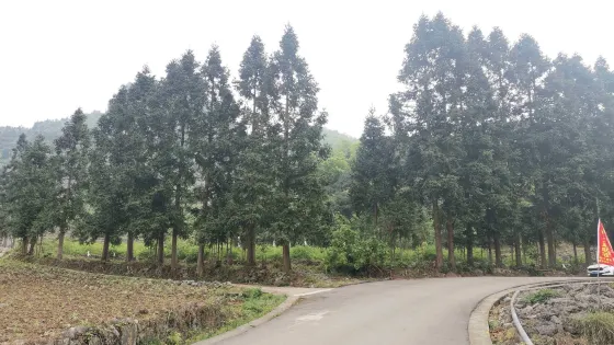 萬畝野生紅豆杉景區