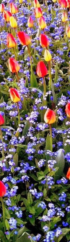 英吉利湾-温哥华