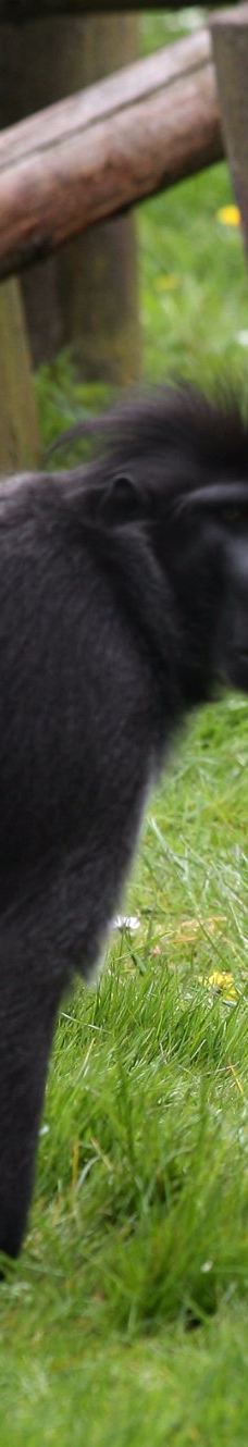 Öland Zoo and Amusement Park-默尔比隆阿