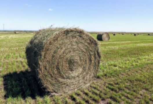 The Bison Ranch景点图片