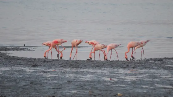 Sewri Jetty