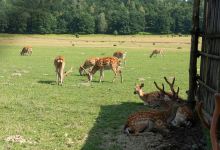 Reindeer Farm景点图片