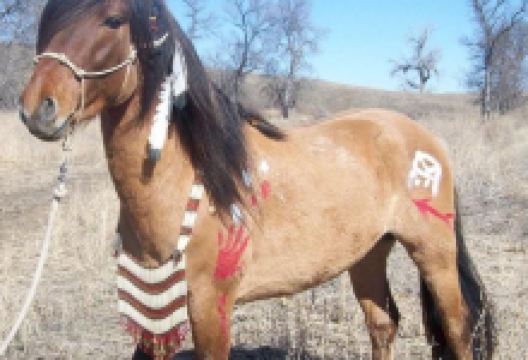 Windcross Conservancy Inc.景点图片