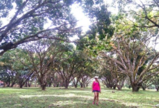Oro Verde Mango Plantation景点图片