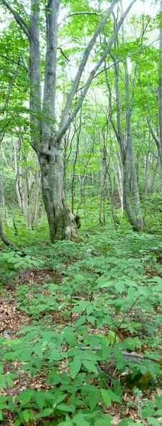 Nakajimadai Shishigahana Marsh-仁贺保市