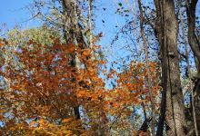 Wesselman Woods Nature Center景点图片