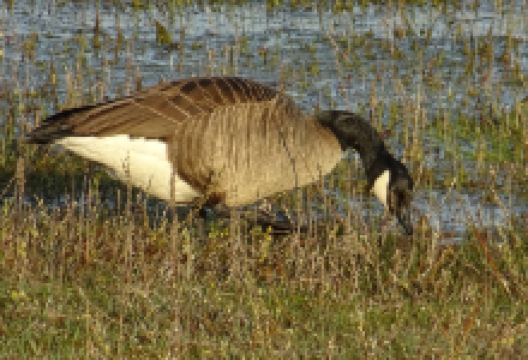 Leemputten景点图片