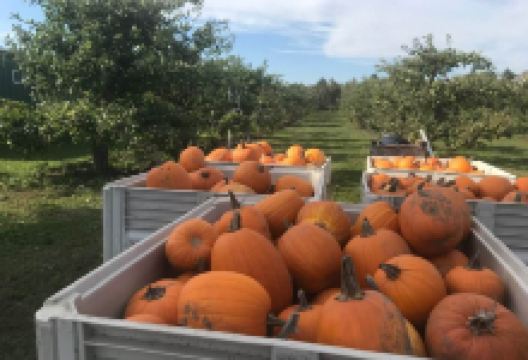 Al Ferri and Sons景点图片