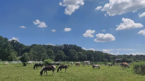 Brookhollows Barnyard