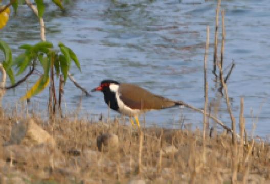 Kabadia Jalashay景点图片