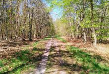 Wandelbos heen-terug 30 minuten景点图片