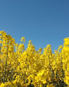 Sindal Marked-辛代尔