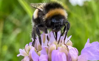 Barnack Hills and Holes National Nature Reserve