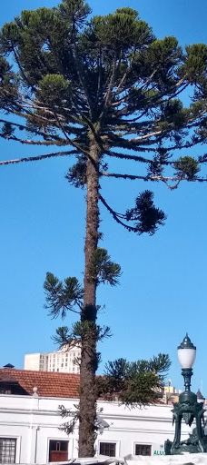 Flower Clock-库里提巴