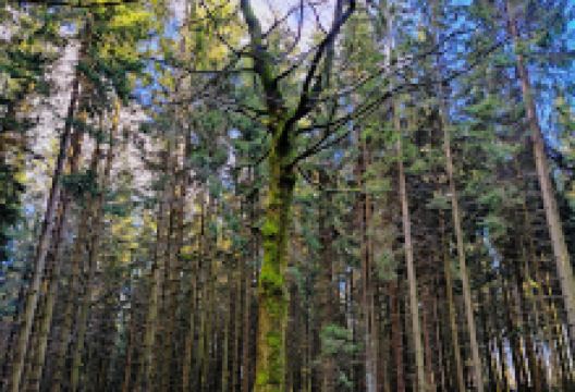 Naturwaldreservat Fichtelseemoor景点图片
