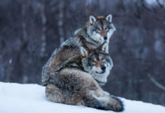 北极公园景点图片