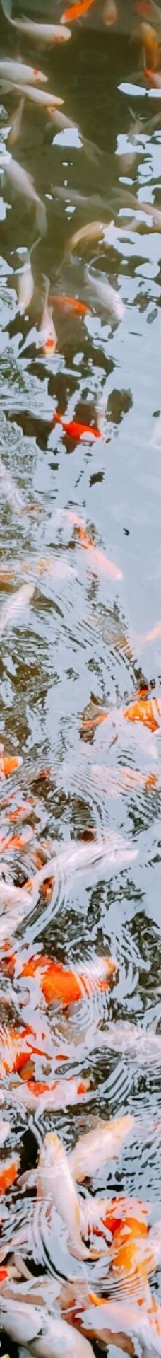 汤之坪街道-由布市