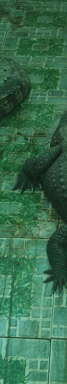 Dong Tam Snake Farm-周城县