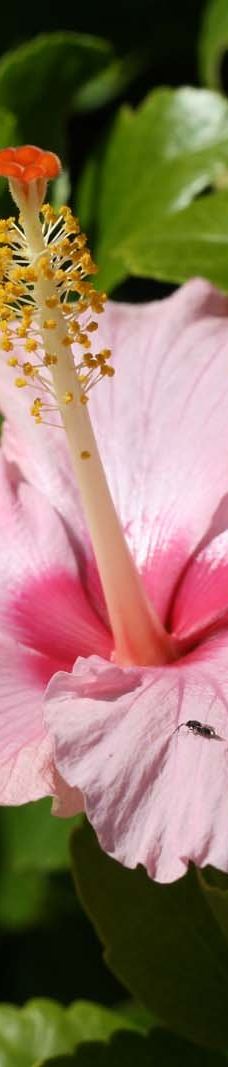 Jardin Botanico Marimurtra-布拉内斯