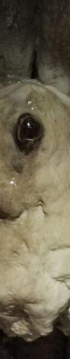 Grotta Zinzulusa-卡斯特罗