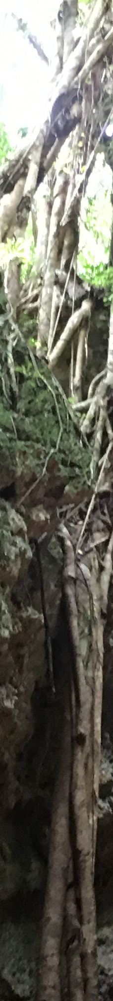 Grotte de Hortense-松树岛