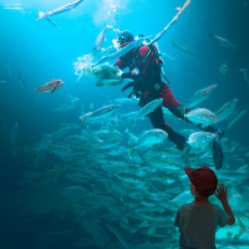 希茨海尔斯图片