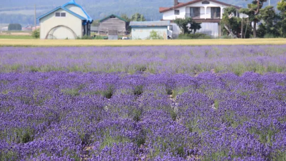 Farm Tomita Lavender East