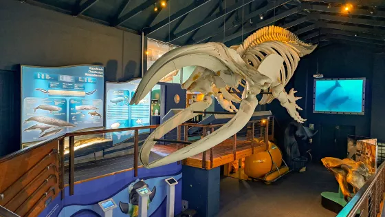 The Whale House Museum