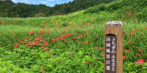 美野沢彼岸花公園