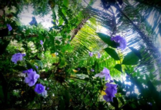 Jardin Botanico Bio-Kuka景点图片