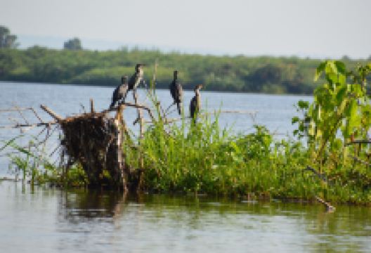 Nile Delta Cruises - Murchison Falls景点图片