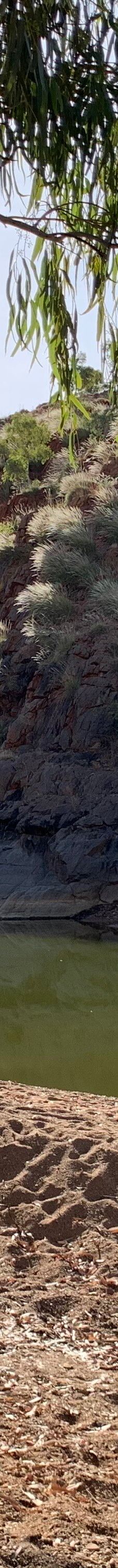 Caroline Pool-奥德里弗