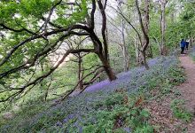 Ten Acre Wood景点图片