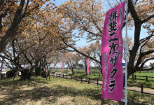 揖斐二度ザクラ公园景点图片