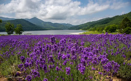 金山湖薰衣草園