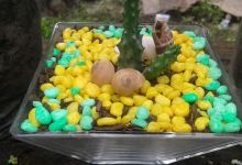 Vivero Heliconia Tropical购物图片